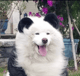 Enzo 恩佐 The Samoyan