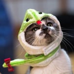 Snakecat