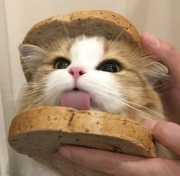 Sandwich Every Cat