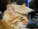 Trump Cat