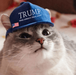Trump Cat