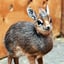 DIK