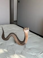 SNAKE CAT