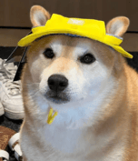 Shiba Hates Hat