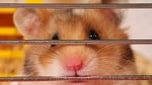 SolHamster