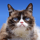 GRUMPYCAT