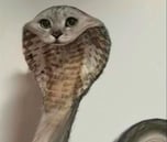snake cat