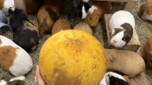 Japanese Guinea Pig Cabal 次回