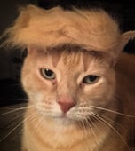 Trumps Cat