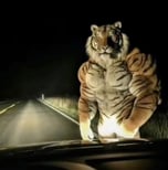 TIGER KING