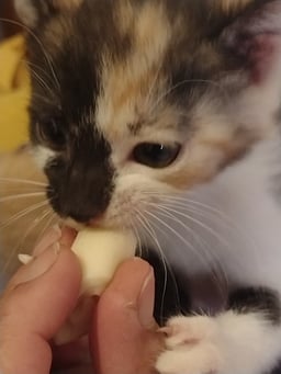 Chirlain The Cat