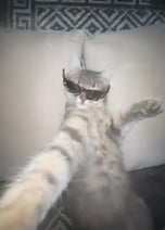 Whisker