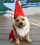 Gnomie