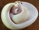 CuteSnake