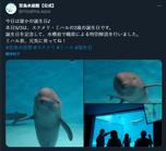 smiling dolphin real name