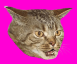 SNEKCAT