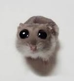 cutehamstersol
