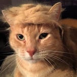 TrumpCat