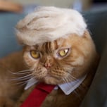Trump Cat