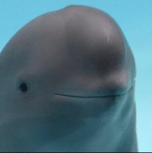 smiling porpoise