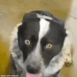 PTSDog