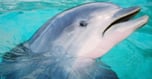 frowning dolphin