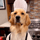 CHEFDOG