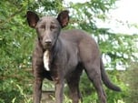 Putin Dog