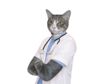 MedicalCAT