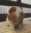 Japan guinea pig winner