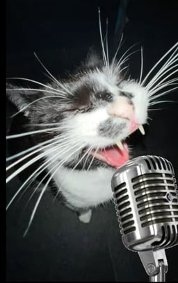 Singing Cat