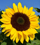 Helianthus