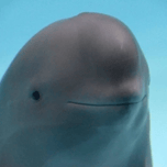 smiling dolphin