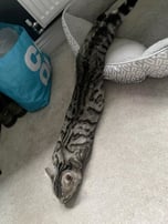 snake cat