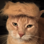 TRUMP CAT