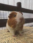 Guinee Pig Election Winner