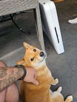 Doge Wif Hat