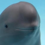 Miharu the porpoise