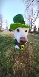 LuckyDog