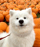 PUMPKINDOG