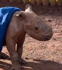 VIRAL ORPHAN BABY RHINO Logo