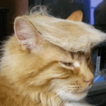 TRUMP CAT