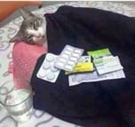 MedoCat