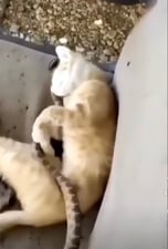 CatwifSnake