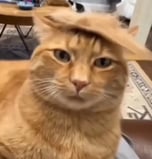 TRUMP CAT