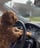 DogDrives