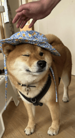 shiba with hat