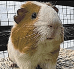 Suzaka Zoo Election Winner