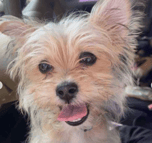 Rubbish dog real name (proof)