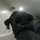 dogpov